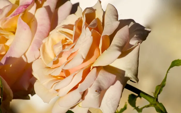 玫瑰，罗莎，鲜花，花，性质，粉红色的花