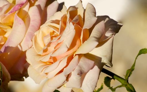 玫瑰，罗莎，鲜花，花，性质，粉红色的花