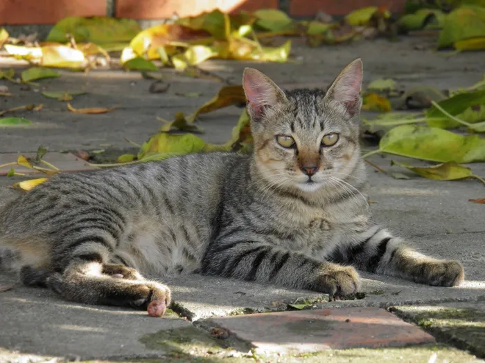 猫，宠物，动物