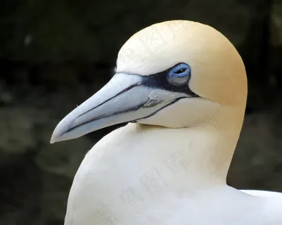 塘鹅，海鸟，鸟，鸟嘴，自然，野生动物