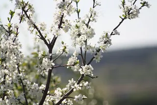 春天，白色，盛开，性质，苹果树，叶子，自然