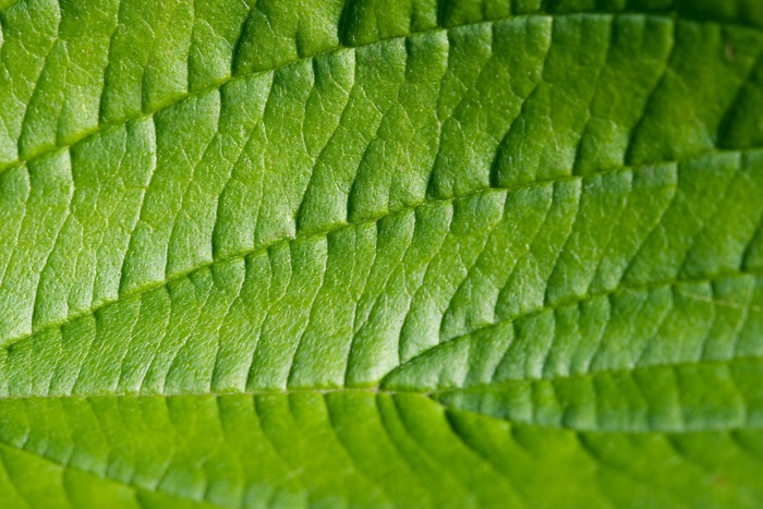 叶，绿色，宏，结构，纹理，性质，植物