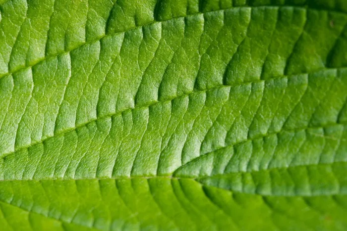 叶，绿色，宏，结构，纹理，性质，植物