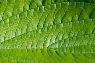 叶，绿色，宏，结构，纹理，性质，植物