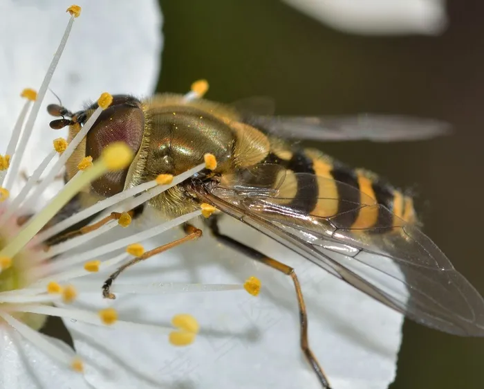昆虫，盐水蝇，Syrphus