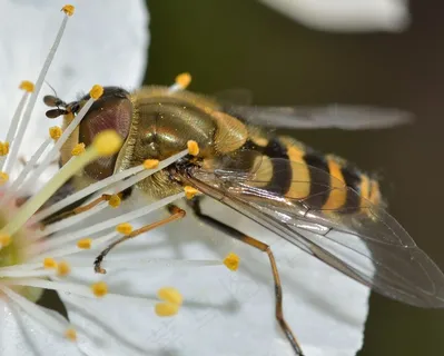 昆虫,盐水蝇,Syrphus 昆虫,盐水蝇,Syrphus