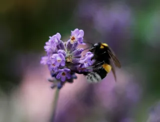 悍马，熏衣草，黄色，夏天，宏，性质，花园