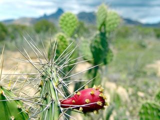 仙人掌，委内瑞拉，植物，山，景观，谷