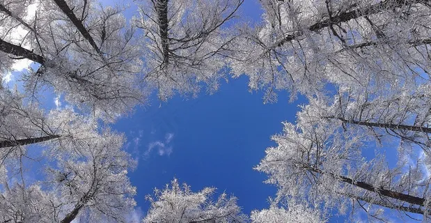 树,皇冠,冬天,天空,地平线,审美,森林 树,皇冠,冬天,天空,地平线,审美,森林