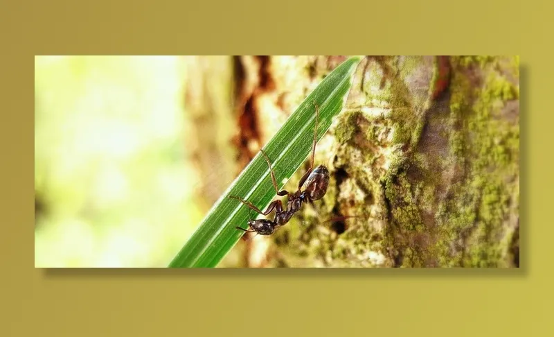蚂蚁，吠，宏，动物，昆虫，野生动物，Bug，渺小