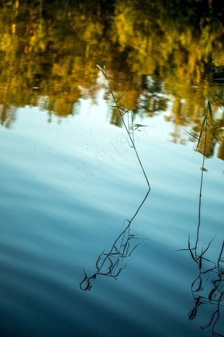 水，湖，干草，芬兰，自然，海滩，景观