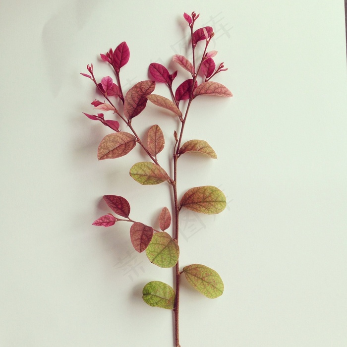 叶子，秋天，柔软