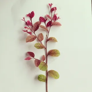 叶子,秋天,柔软 叶子,秋天,柔软