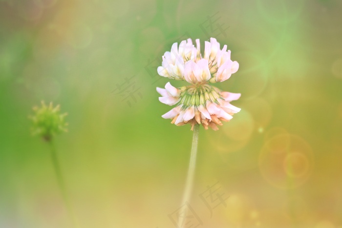 克莱，开花，三叶草花，红三叶草，植物