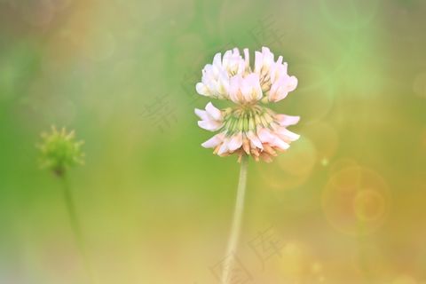 克莱，开花，三叶草花，红三叶草，植物