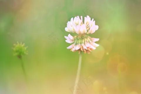 克莱，开花，三叶草花，红三叶草，植物