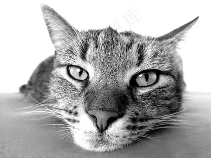 美国短毛猫,猫,狸花猫,美国短尾猫,猞猁,猫在地板上放松的黑白肖像