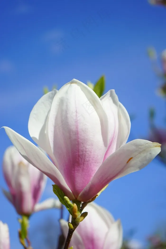 玉兰，玉兰花，鲜花，粉红色，白