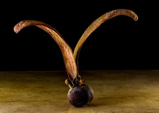 种子，发芽，柚木种子，种子球，机翼