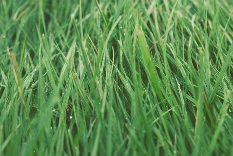 草，草坪，绿色，郁郁葱葱，自然，草地，增长