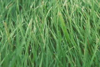 草，草坪，绿色，郁郁葱葱，自然，草地，增长