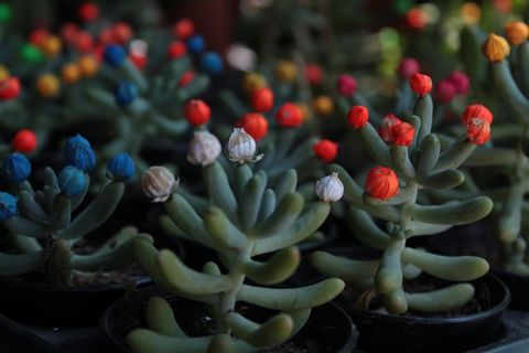 花，Gülhane，Gulhane公园，室内植物