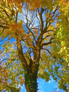 树，秋景，叶子，性质，天蓝色，瑞典，黄色