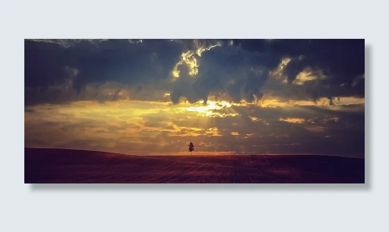 景观，自然，日落，场，树，天空，云