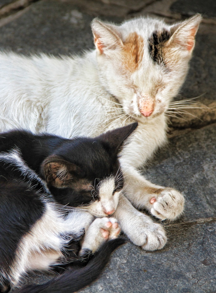 猫，睡眠，打ze睡，宠物，甜，懒惰，休息，家猫