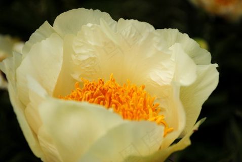 花，野花，植物园，花的，野生