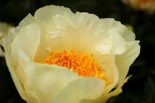 花，野花，植物园，花的，野生