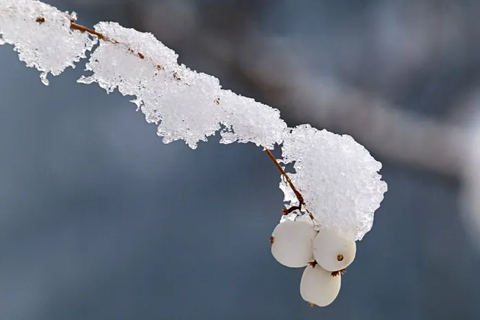 冬天，白色炸弹，冰冷，寒冷，雪，自然