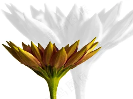 Dimophroteca，开花，宏，黄色，绿色