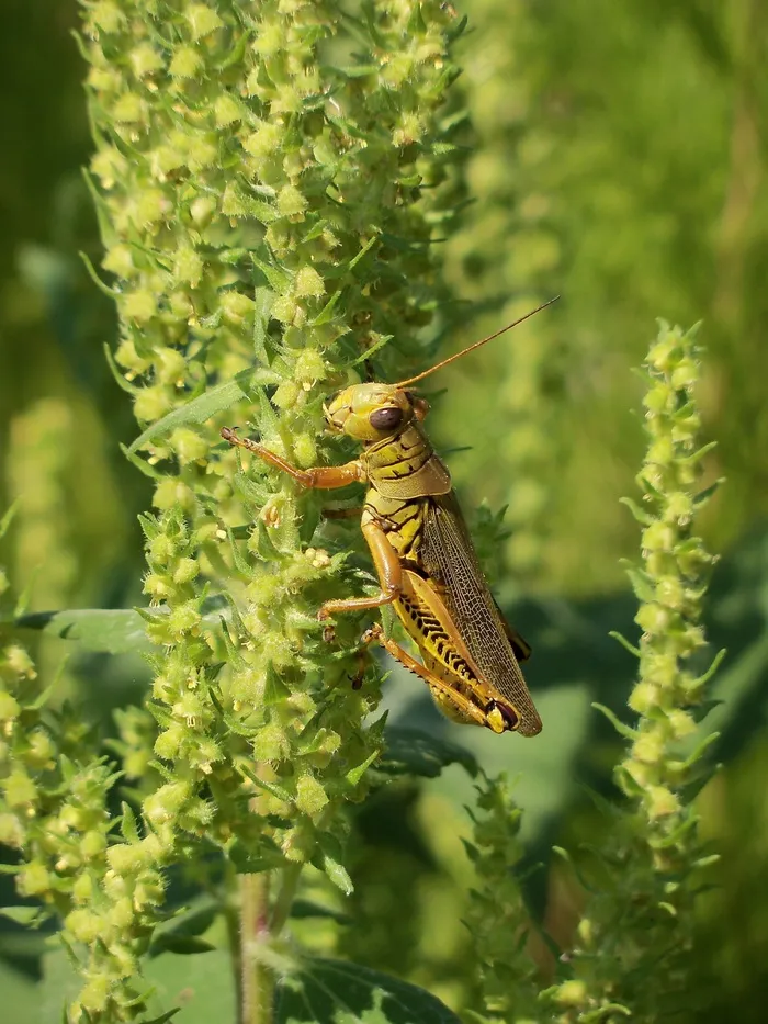 蚱hopper，蝴蝶，昆虫，翼，野生动物，Bug