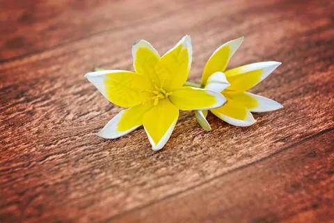 鲜花,星状郁金香,小星状郁金香,黄白色 鲜花,星状郁金香,小星状郁金香,黄白色