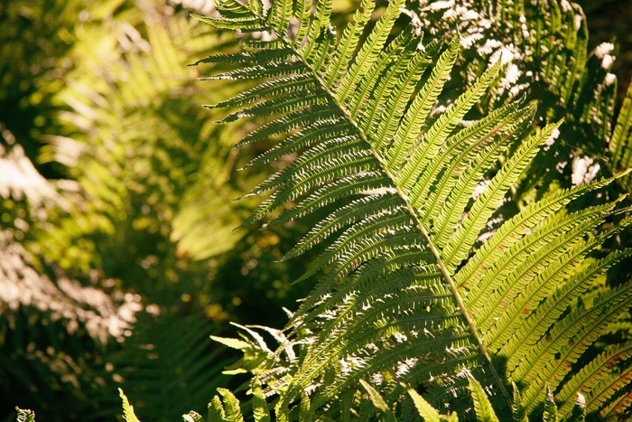 毛叶桫椤,非洲苏铁属,桫椤,双子苏铁属,膜叶假钻毛蕨,森林蕨类