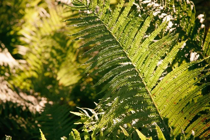 毛叶桫椤,非洲苏铁属,桫椤,双子苏铁属,膜叶假钻毛蕨,森林蕨类
