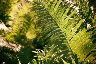毛叶桫椤,非洲苏铁属,桫椤,双子苏铁属,膜叶假钻毛蕨,森林蕨类