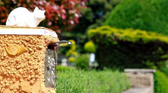 山雀，鸟，飞，飞行，饲料，喂养，动物，自然