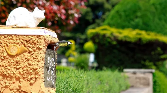 山雀，鸟，飞，飞行，饲料，喂养，动物，自然