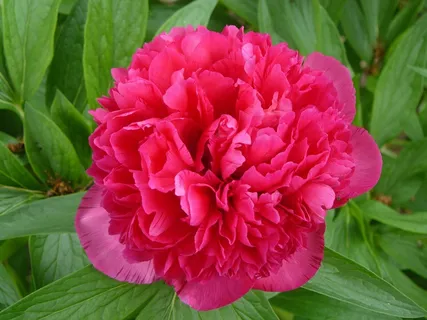 牡丹,红花,花园 牡丹,红花,花园