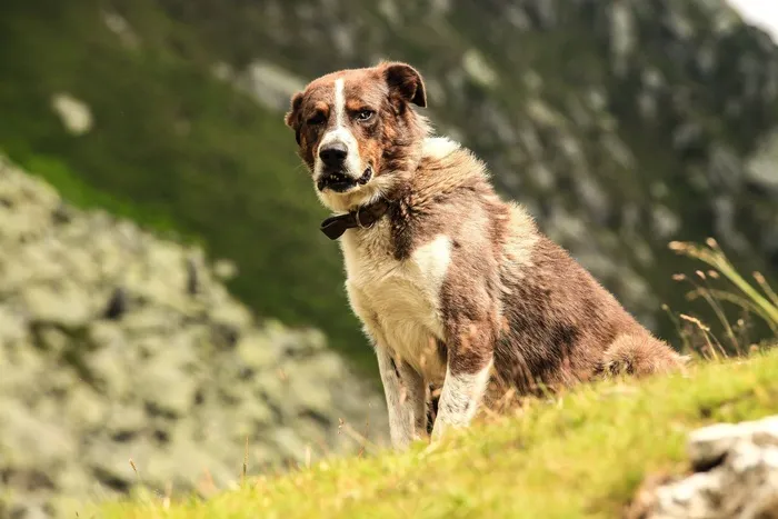 狗，犬，宠物，动物，山，家养，狗