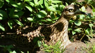 鸟，骄傲，恩斯特，注意，隐藏