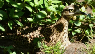 鸟，骄傲，恩斯特，注意，隐藏