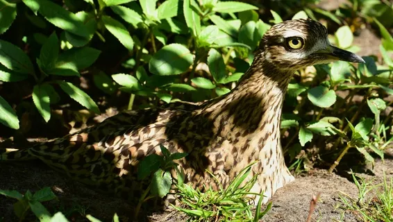 鸟,骄傲,恩斯特,注意,隐藏 鸟,骄傲,恩斯特,注意,隐藏