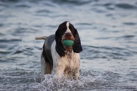 猎犬,哺乳动物,球,狗,海滩,沙 猎犬,哺乳动物,球,狗,海滩,沙