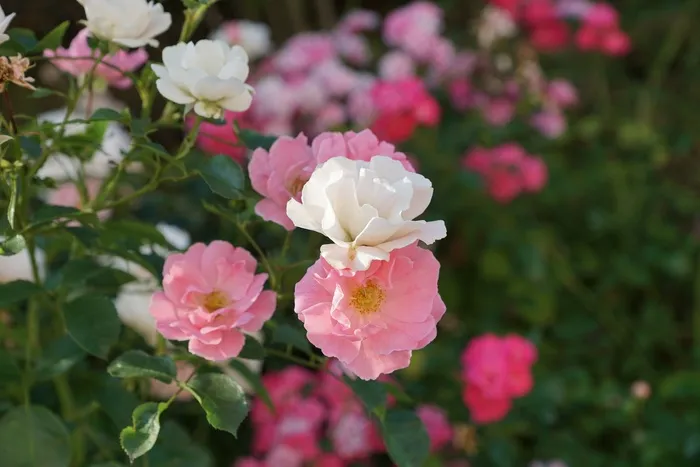 花园里的玫瑰