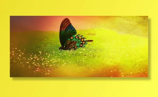 蝴蝶，昆虫，颜色，苔藓，苔藓地毯，闪光