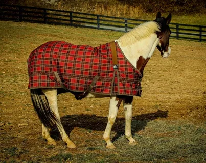 四分之一匹马，马匹，马毯，马床单