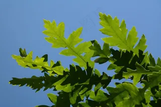 叶，绿色，背光，闪耀，浅绿色